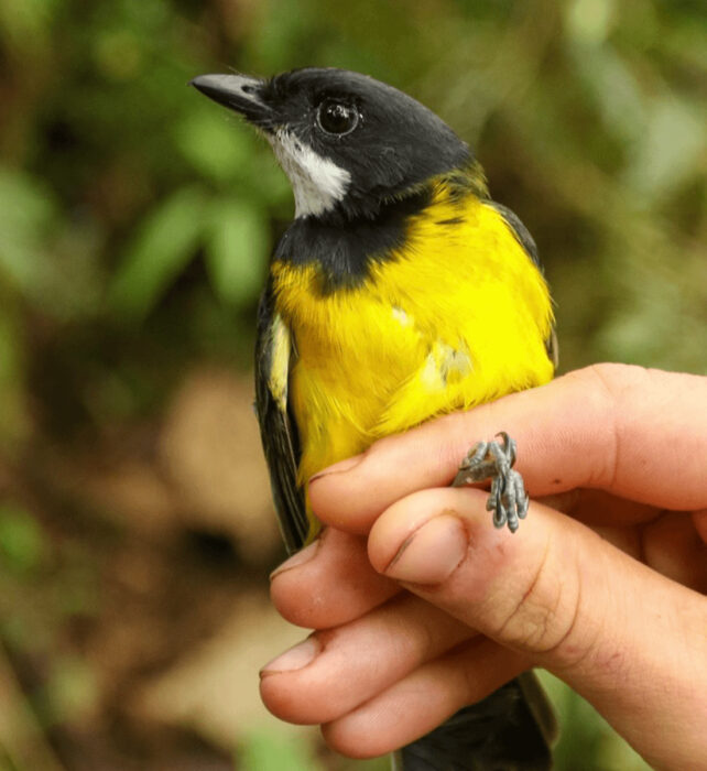 Black bird with bright yellow chest and white thoat