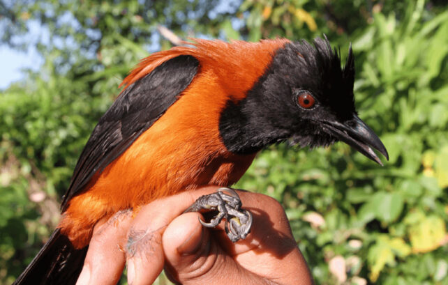 Pájaro negro con espalda naranja rojiza y ojos marrones.
