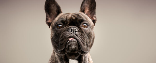 Black coloured French Bulldog with squashed nose, buck bottom teeth and raised ears.
