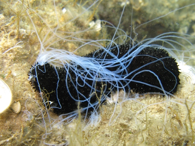Black sea cucumber with white tendrils out