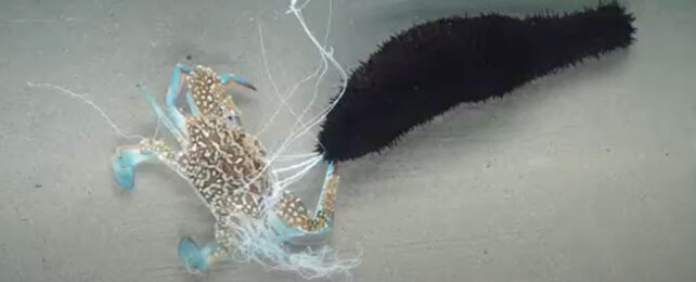 Blue legged brown and white spotted crab trapped by thin white noodle-like cucumber innards