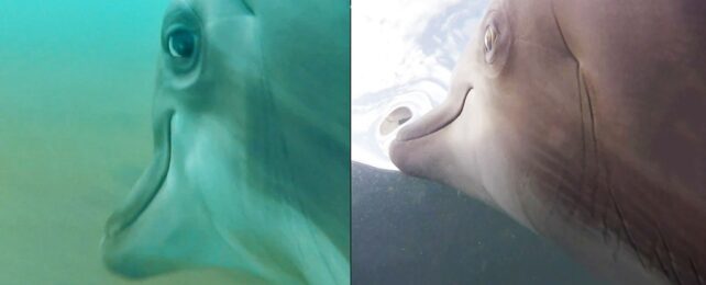 Bottlenose Dolphins Seen Up Close
