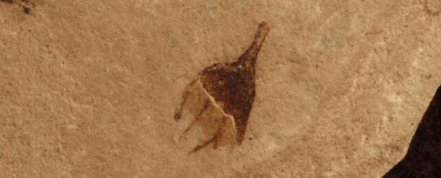 Chili pepper fossil