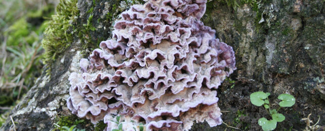 purple and white frills of the silver leaf fungus growing on a tree trunk