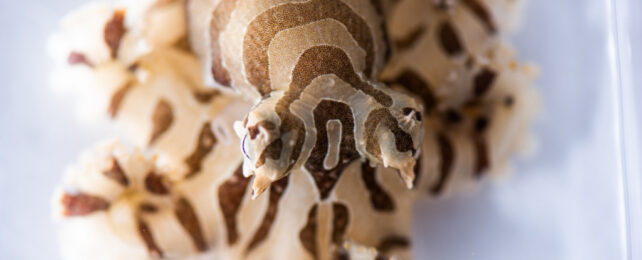 Close up of striped octopus