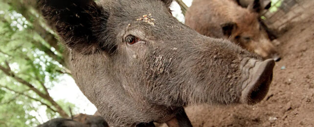 Close up of dark hairy pig.