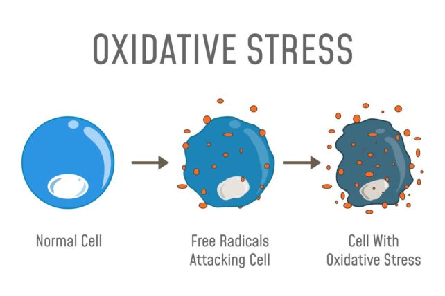 Diagram of cellular oxidative stress.