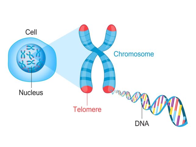 Diagram showing place of telomeres on a chromosome within a cell