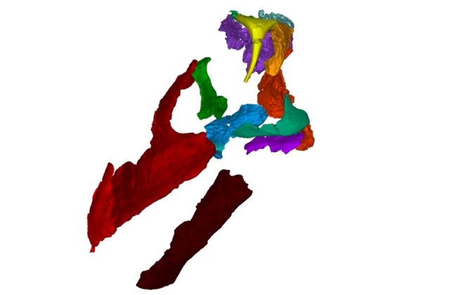 Diamantinasaurus matildae'nin yeniden yapılandırılmış kafatası, bölümleri renkli, sol taraftan görülüyor. 
