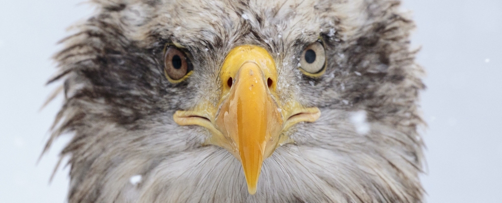 Eagle In Close Up