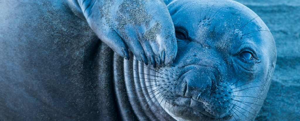 La ‘espiral del sueño’ de los elefantes marinos los ayuda a recargarse y evitar a los depredadores mientras están en el mar : Heaven32