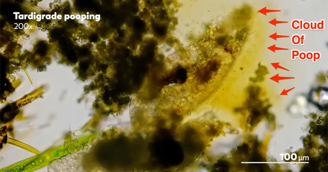 A female tardigrade surrounded by a cloud of poop.