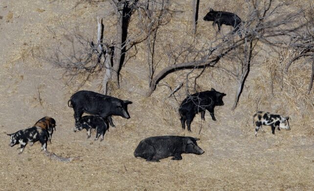 Dark adult and splotchy baby pigs milling around dry scrub.