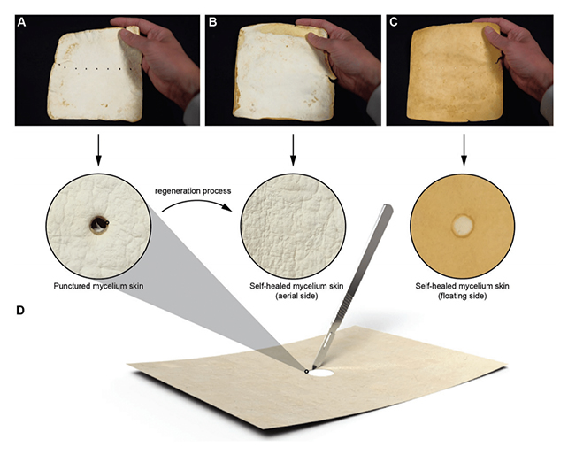 Fungi material diagram