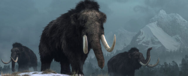 3 woolly mammoths