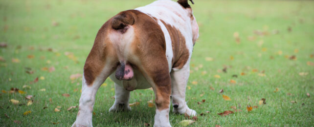 Bulldog with visible testicles