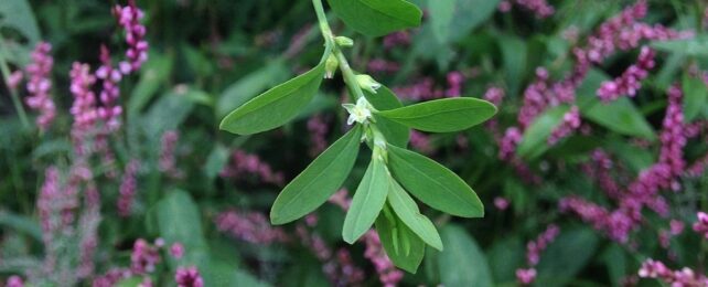 Green Plant With Pinkish Flowers