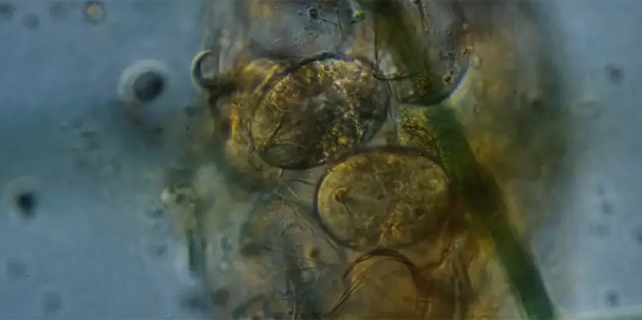 Hatching tardigrade eggs.