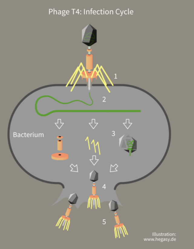 Illustration showing bacteriophages latching onto a bacterial cell, replicating inside and exploding out of it. 