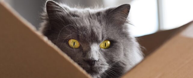 Intense Grey Cat In Box