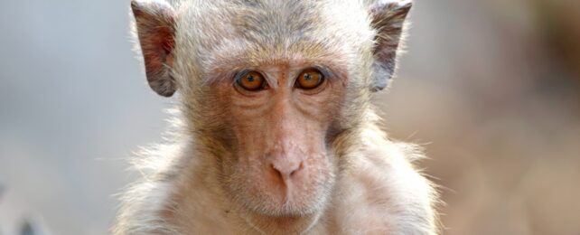 Light Furred Monkey With Orange Eyes