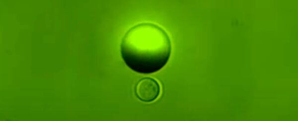 This Incredible Tiny Robot Can Locate And Capture Individual Cells ...