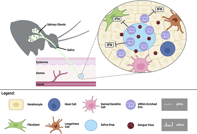 Mosquito saliva diagram