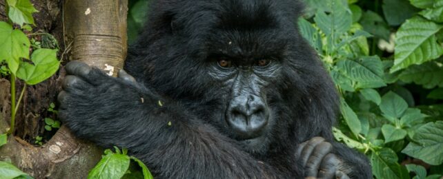 A mountain gorilla's face and one arm holding on to a tree branch, surrounded by green foliage.