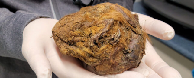 Brown-coloured mummified squirrel in palm of two white-gloved hands.