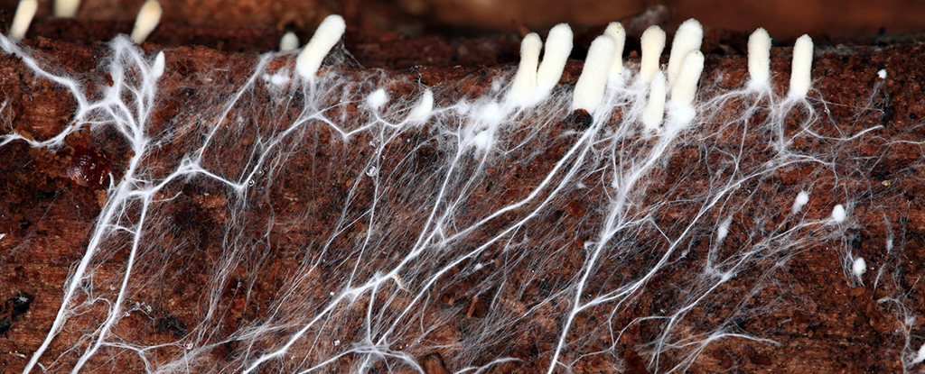 Mycelium strands