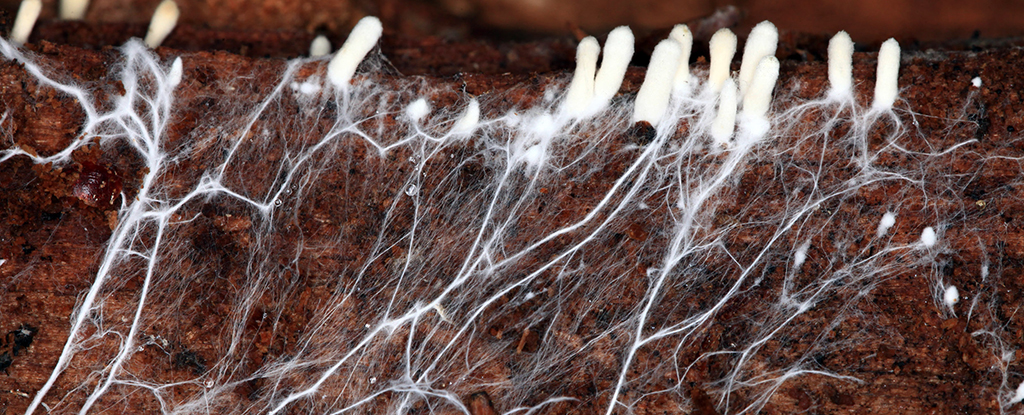 https://www.sciencealert.com/images/2023/04/MyceliumStrands.jpg