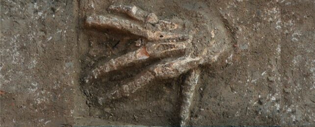 A close up image of a single right hand found in a pit, on its palmar surface with wide-splayed fingers