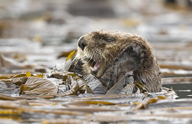 Yawning otter floating on its back amongst floating kelp.