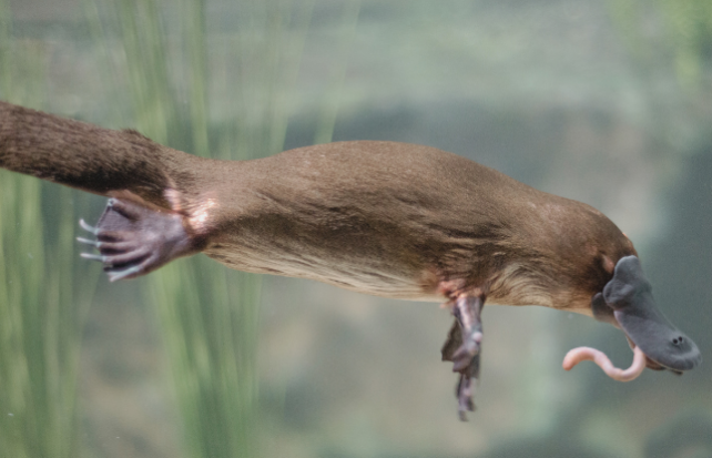 A platypus in water with a worm in its mouth.