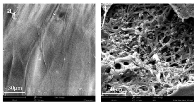 Black and white composite image of untreated plastic, and a sample degraded by fungi.