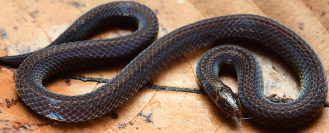 dark coloured snake coiled on a brown leaf