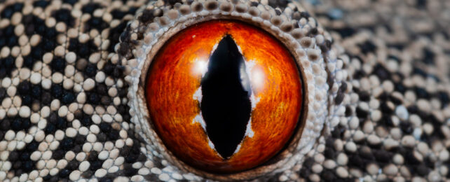 Close up of red reptile eye.