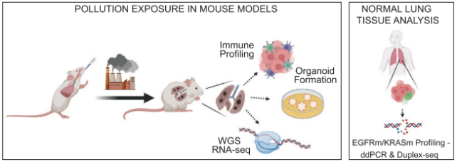 LEFT: Pollution exposure in mouse models. RIGHT: Normal lung tissue analysis.