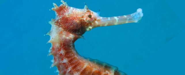Close up photoof the upper body of a seahorse in blue water.