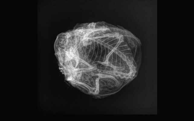 A second X-ray image of the mummified squirrel from a different angle. 