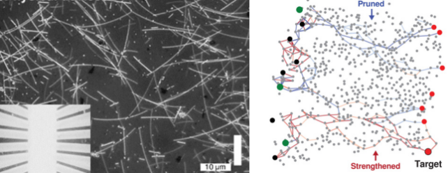 Left: microscope image of silver nanowire networks. Right: strengthened and pruned (weakened) pathways in nanowire networks.