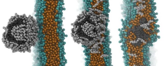 Simulations of plastic particles in dark grey, helped by cholesterol molecules in light grey to cross a bilayer of hydrophobic brain molecules in orange and hydrophilic brain molecules in green.