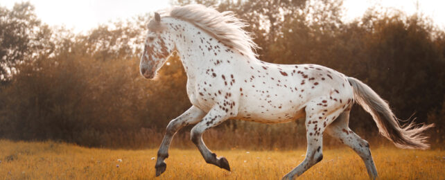 A speckled horse galloping in a field at sunset.