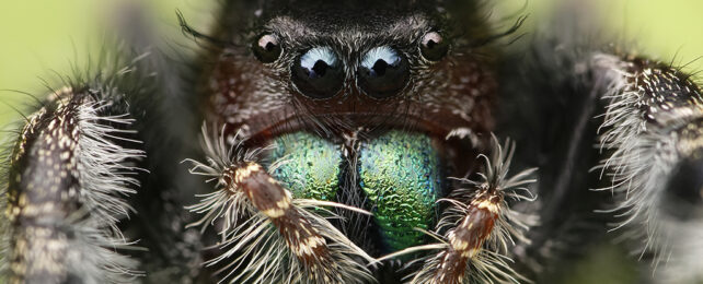 Bold jumping spider