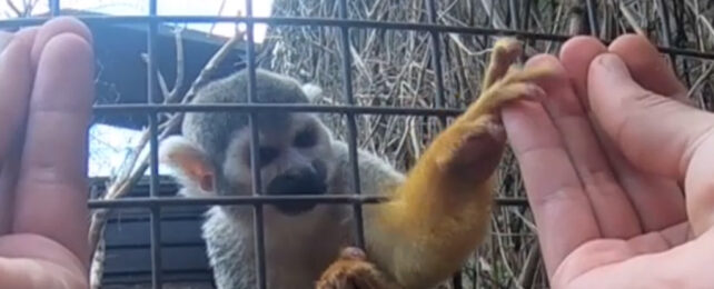 Monkey reaching for treat in the hand that its not in.