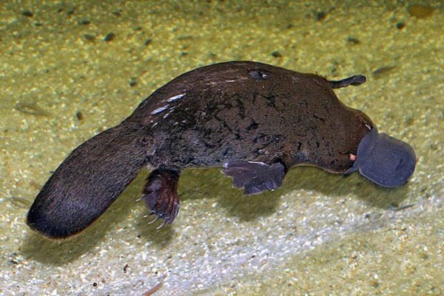 Swimming platypus viewed from above.