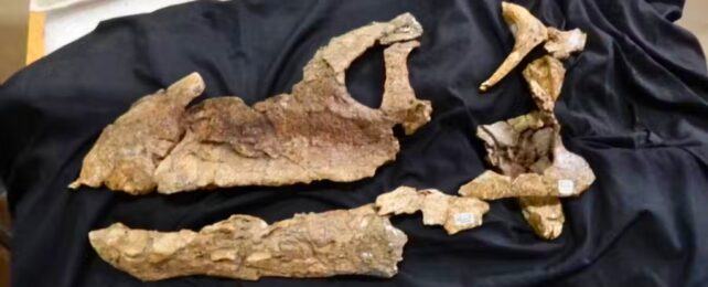 Dinosaur Skulls From Across The Globe Show How Ancient Continents Were Linked