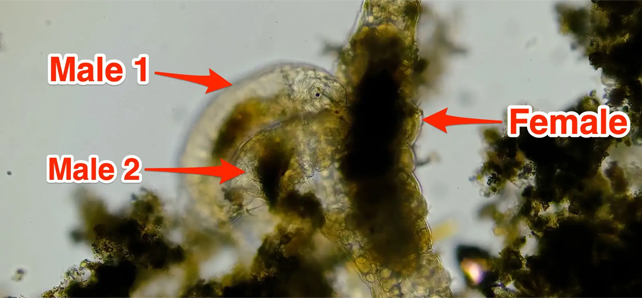Three tardigrades engaged in sex, with two males jabbing the underbelly of the female.