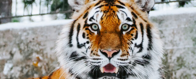 A tiger with a surprised look on its face.