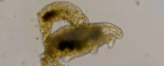 Two tardigrades having sex. The male is on top of the female.